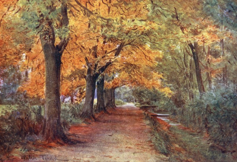 Wessex: Bockhampton Bank, niedaleko Dorchester (kolorowa litografia) autorstwa Walter Frederick Roofe Tyndale