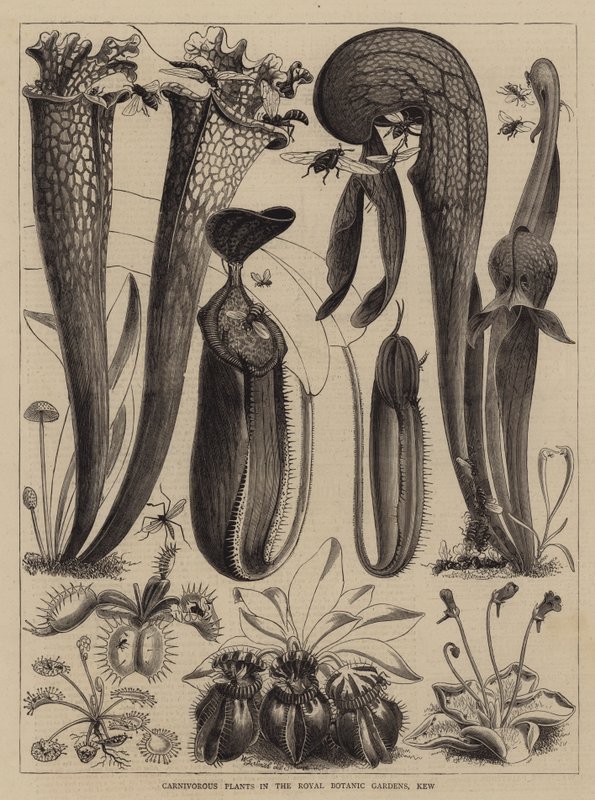 Rośliny mięsożerne w Królewskich Ogrodach Botanicznych, Kew autorstwa Walter Granville Smith