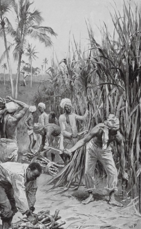 Trinidad Coolies przy pracy na polu trzciny cukrowej (litografia) autorstwa Walter Paget