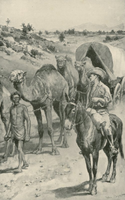 Karawana wielbłądów, Australia Zachodnia autorstwa Walter Stanley Paget