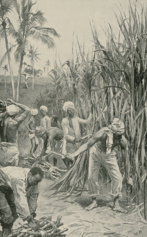 Trinidad Coolies w pracy na polu trzciny cukrowej autorstwa Walter Stanley Paget