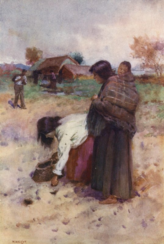 Nowa Zelandia: Sadzenie ziemniaków (kolorowa litografia) autorstwa Walter Wright