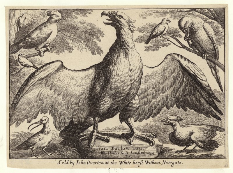 Orzeł i inne ptaki autorstwa Wenceslaus Hollar