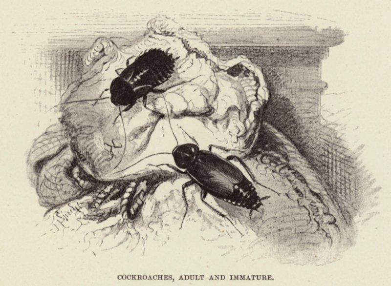 Karaluchy, dorosłe i niedojrzałe autorstwa Wilhelm Kuhnert