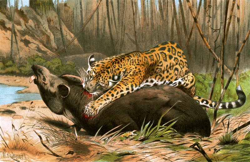 Jaguar zabija tapir autorstwa Wilhelm Kuhnert