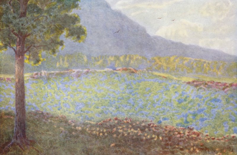 Niebieskie hortensje w Groote Schuur (kolorowa litografia) autorstwa Wilhelm Westhofen