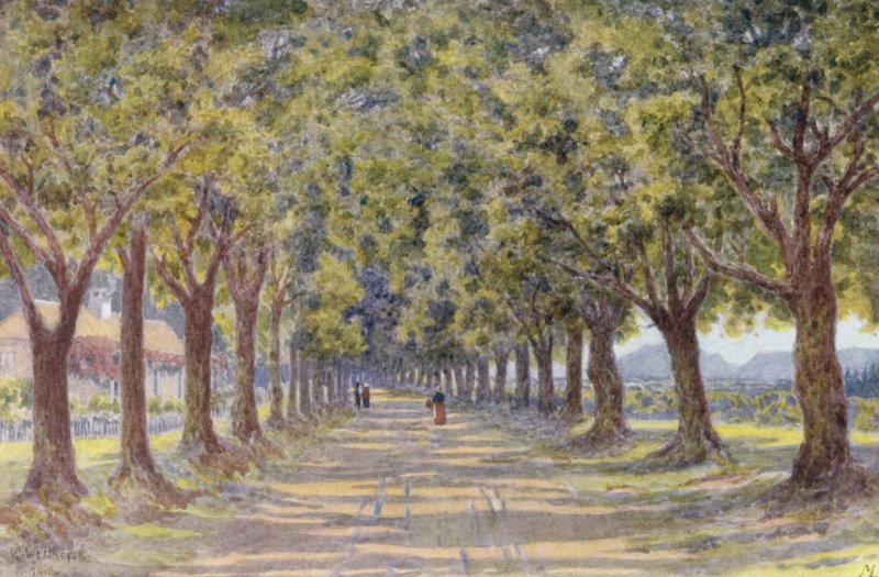 Oak Avenue, Newlands (druk kolorowy) autorstwa Wilhelm Westhofen