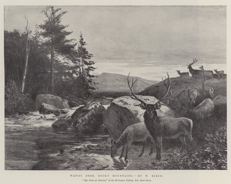 Jeleń Wapiti, Góry Skaliste autorstwa William Augustus Rixon