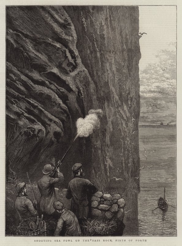 Polowanie na ptactwo morskie na Bass Rock, Firth of Forth autorstwa William Bazett Murray