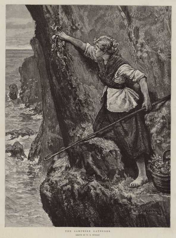 Zbieracz szafiru autorstwa William Bazett Murray