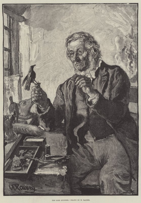 Nadziewarka ptaków autorstwa William Rainey