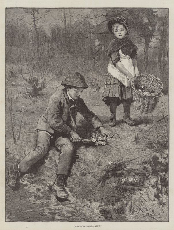 Gdzie rosną pierwiosnki autorstwa William Rainey