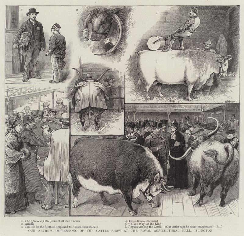 Wrażenia naszego artysty z wystawy bydła w Royal Agricultural Hall, Islington autorstwa William Ralston
