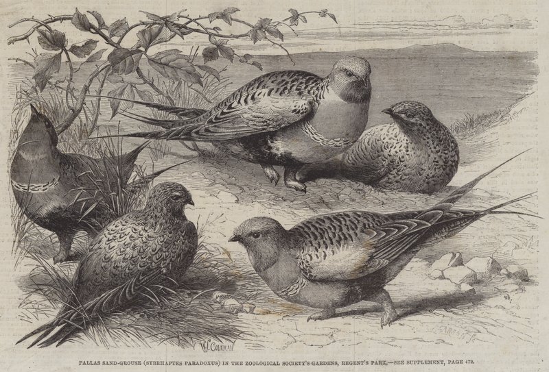 Cietrzew Pallas (Syrrhaptes paradoxus) w Ogrodach Towarzystwa Zoologicznego, Regent