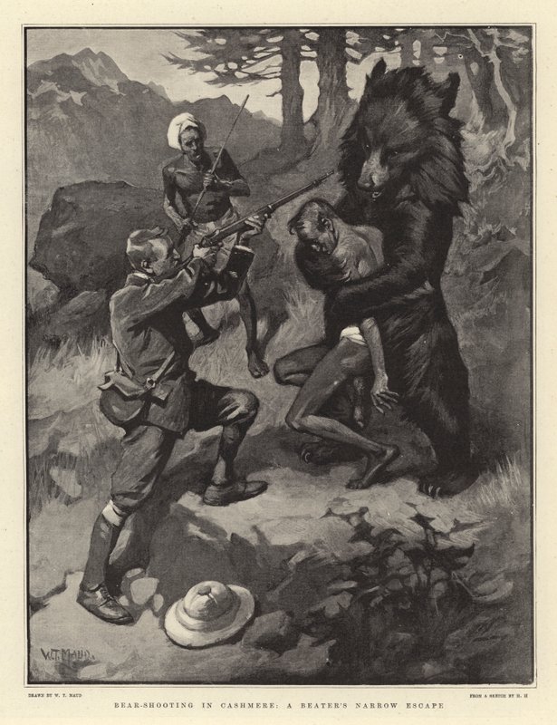 Strzelanie do niedźwiedzi w Cashmere, wąskiej ucieczce pałkarza autorstwa William T. Maud