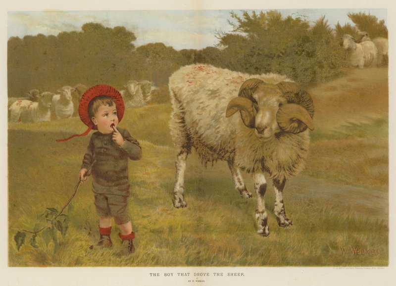 Chłopiec, który zaganiał owce (chromolito) autorstwa William Weekes