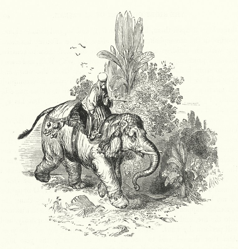 „Abd-El-Kuddoos na słoniu (rycina) autorstwa William (after) Harvey