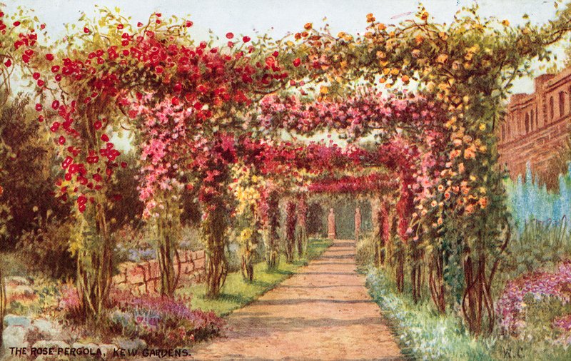 Różana Pergola, Ogrody Kew autorstwa William Affleck Carruthers