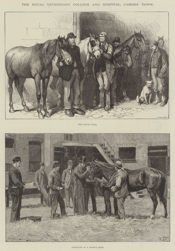 The Royal Veterinary College and Hospital, Camden Town autorstwa William Barnes Wollen