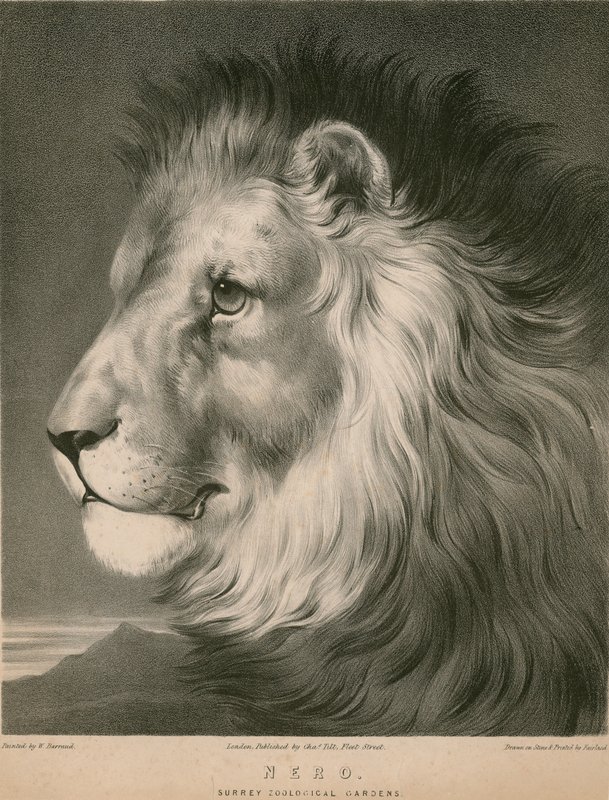 Lew Nero, Surrey Zoological Gardens, Londyn autorstwa William Barraud