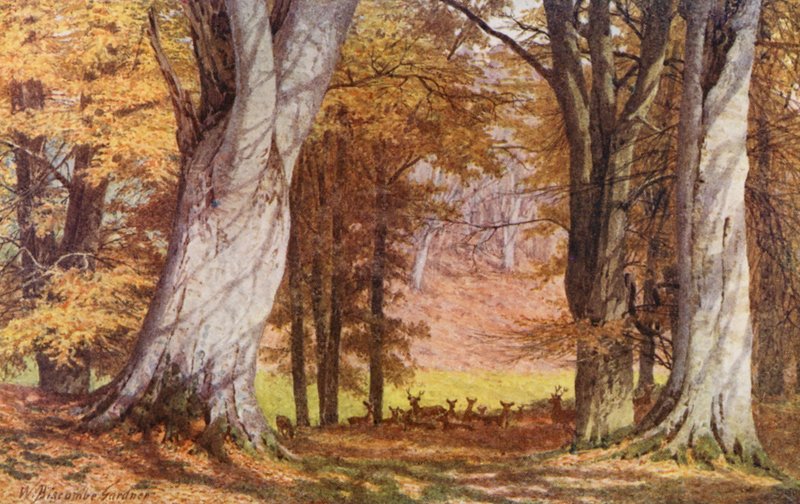 W Knole Park, w pobliżu King Beech (kolorowa litografia) autorstwa William Biscombe Gardner