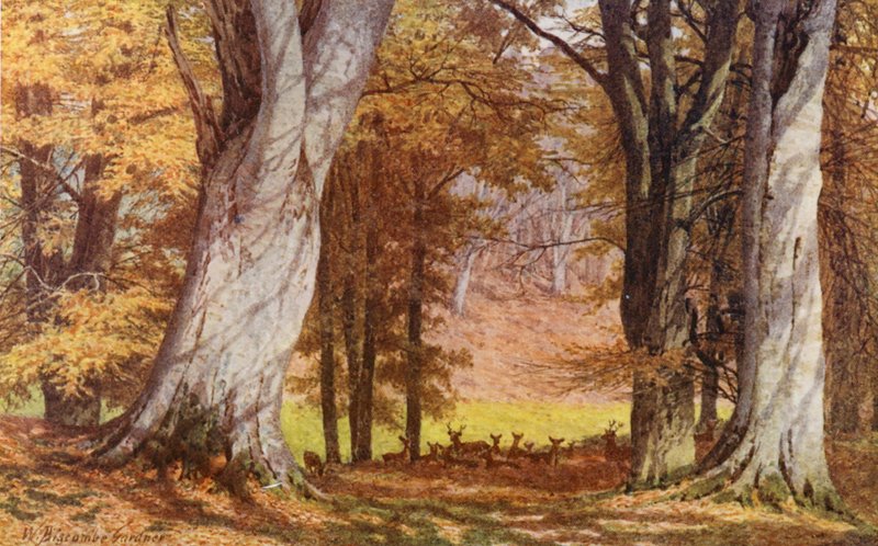 The Wilberforce Oak, Holwood Park, Keston (kolorowa litografia) autorstwa William Biscombe Gardner