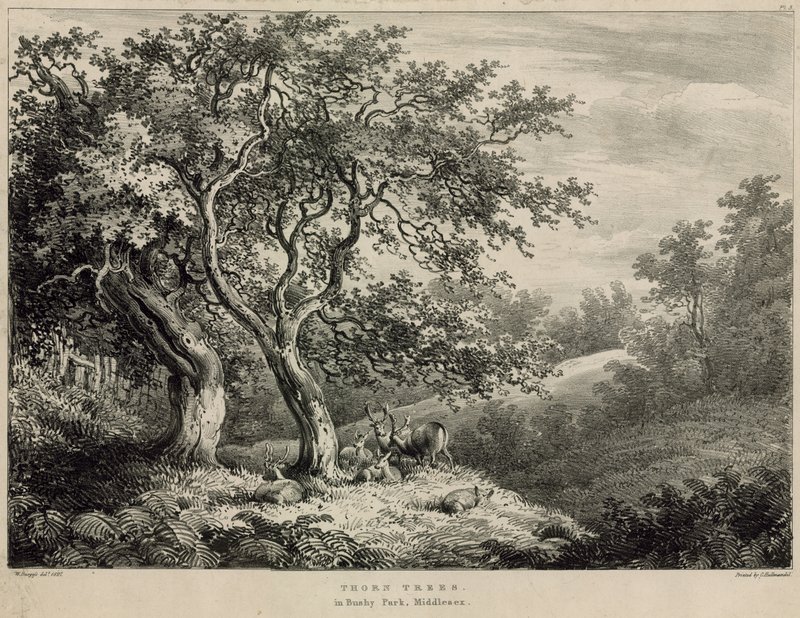 Cierniste drzewa w Bushy Park, Middlesex autorstwa William Burges