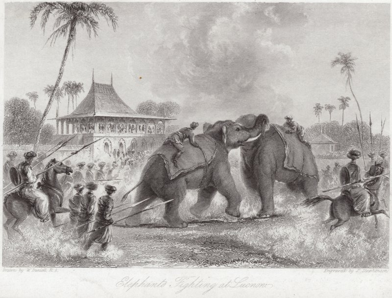 Słonie walczące w Lucknow autorstwa William Daniell