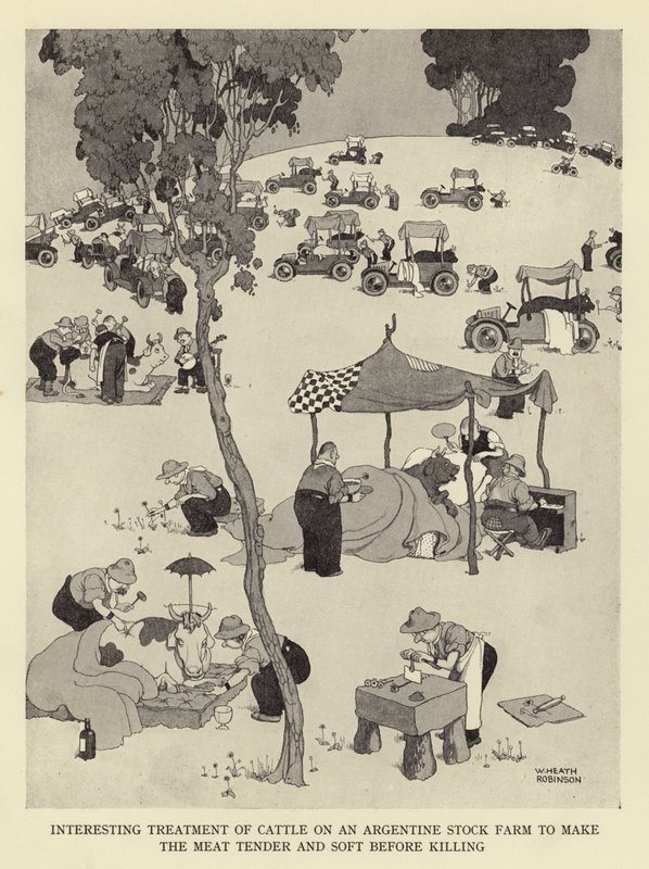 Interesujące traktowanie bydła na argentyńskiej farmie bydła, aby mięso było miękkie i miękkie przed zabiciem autorstwa William Heath Robinson