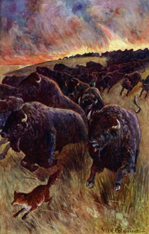 „Ujrzałem stado bawołów pędzących, by uciec przed płomieniami” (kolor lito) autorstwa William Henry Charles Groome