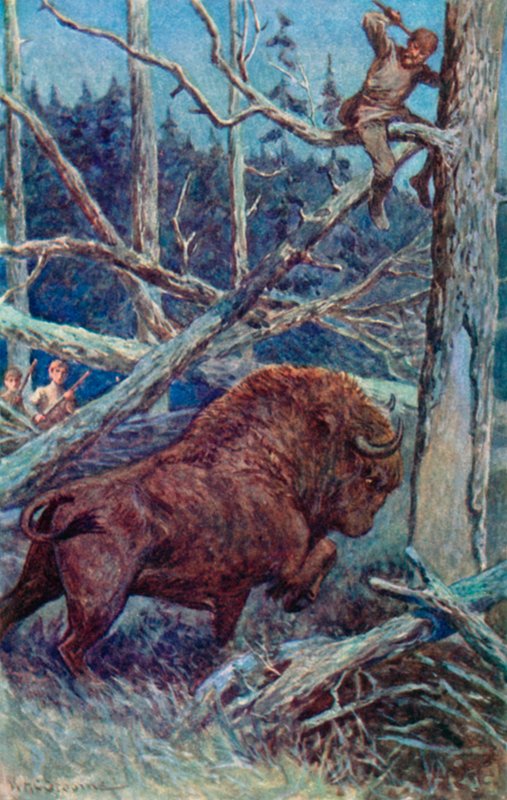 Żubr w swojej wściekłości kopał ziemię autorstwa William Henry Charles Groome