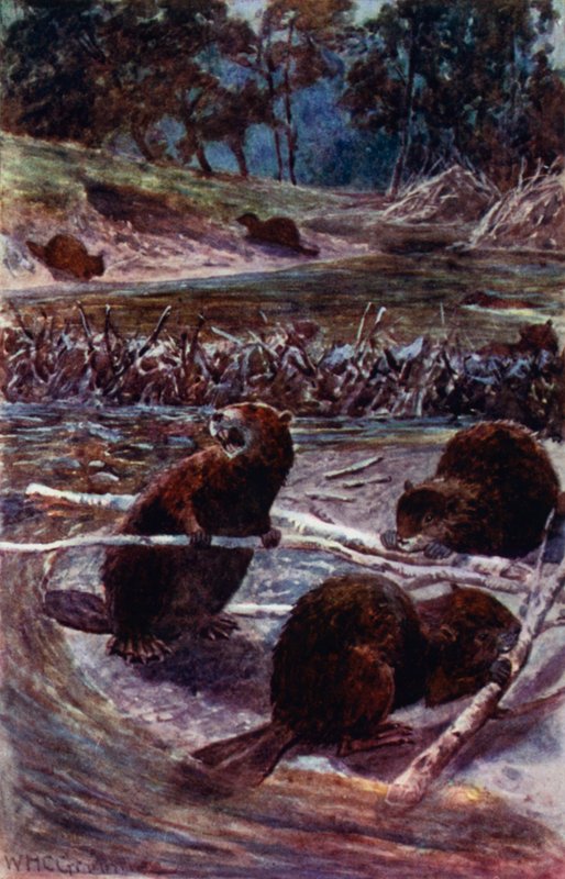 „Budują tamę w poprzek strumienia” (kolor lito) autorstwa William Henry Charles Groome
