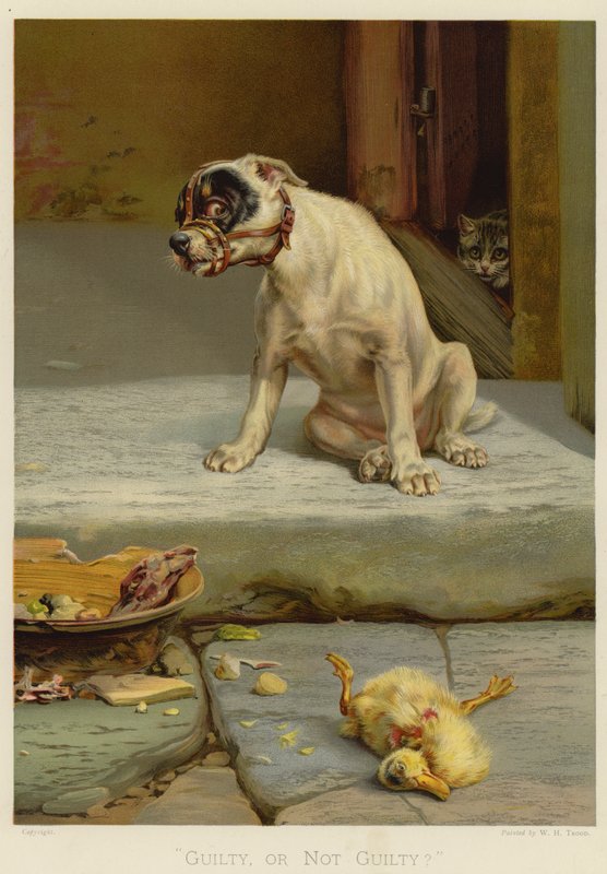 Winny czy niewinny (chromolitho) autorstwa William Henry Hamilton Trood