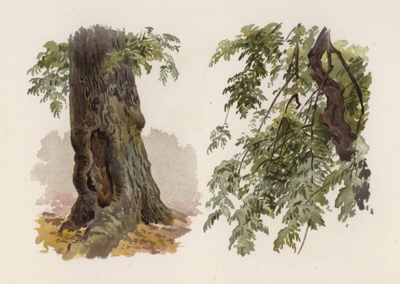 Drzewa: Jesion (kolor lito) autorstwa William Henry James (after) Boot