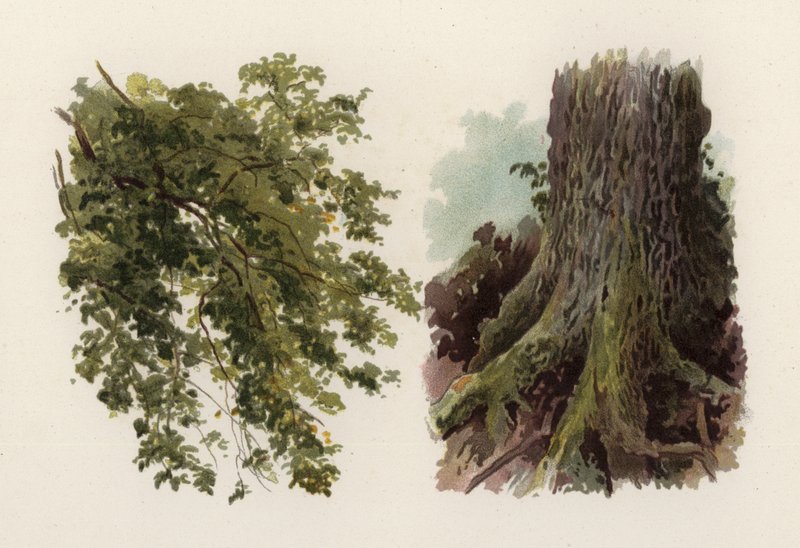 Drzewa: Wiąz (kolor lito) autorstwa William Henry James (after) Boot