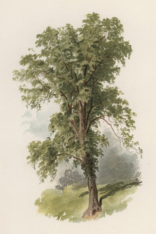 Drzewa: Wiąz (kolor lito) autorstwa William Henry James (after) Boot