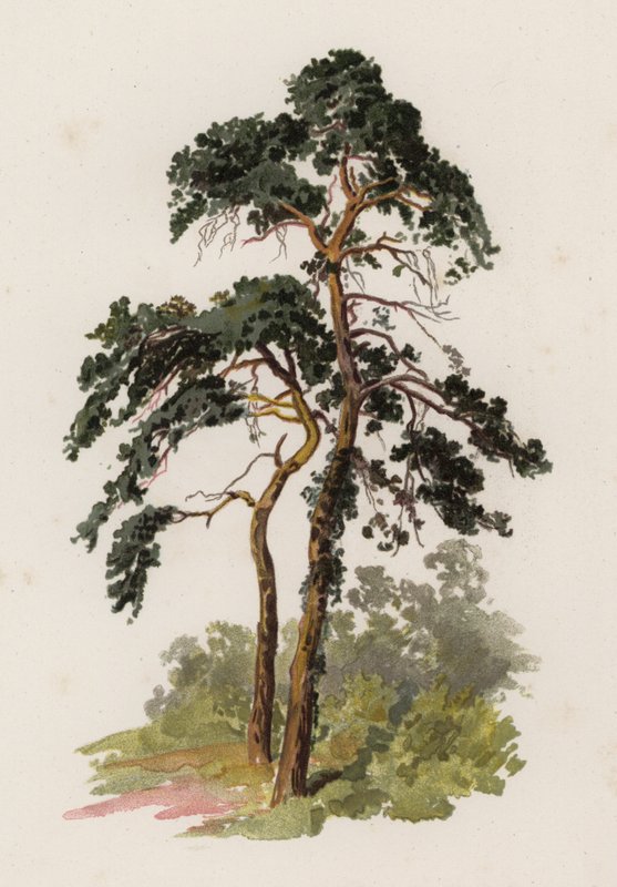 Drzewa: Jodła Szkocka (kolor lito) autorstwa William Henry James (after) Boot
