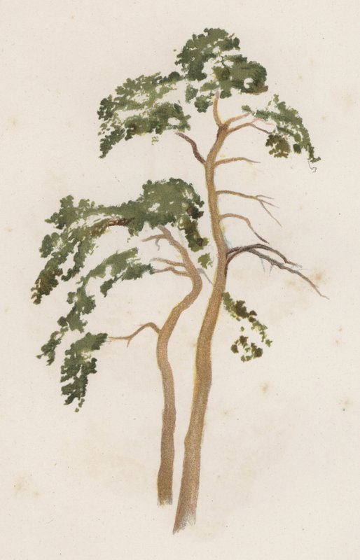 Drzewa: Jodła Szkocka (kolor lito) autorstwa William Henry James (after) Boot