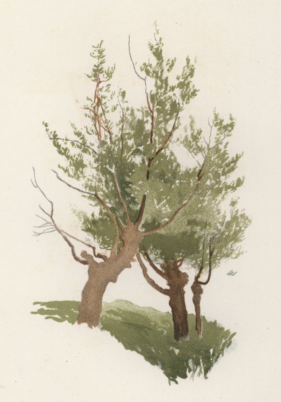 Drzewa: Wierzba (kolor lito) autorstwa William Henry James (after) Boot