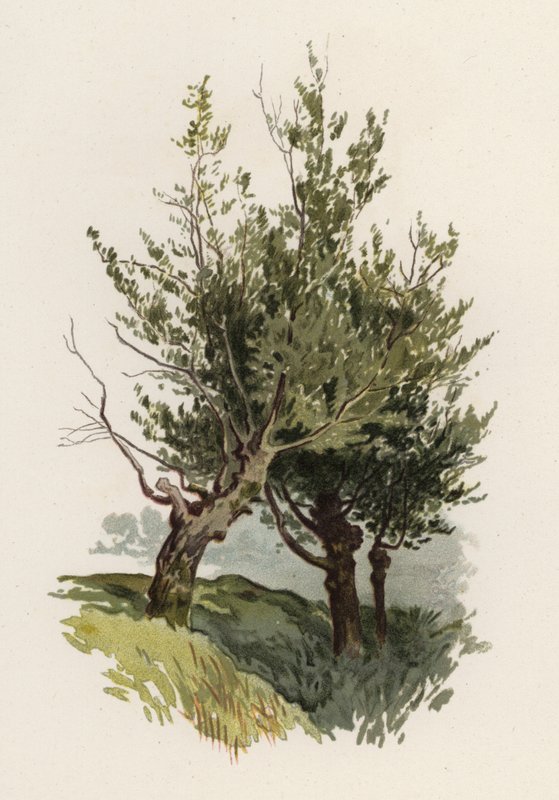 Drzewa: Wierzba (kolor lito) autorstwa William Henry James (after) Boot