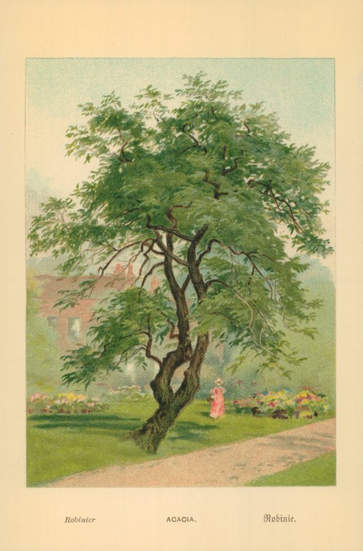 Akacja autorstwa William Henry James Boot