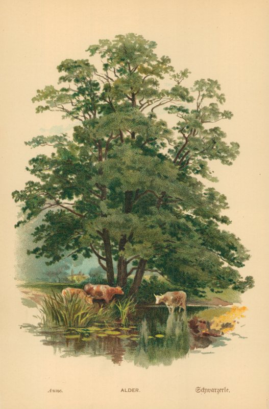 Olcha autorstwa William Henry James Boot
