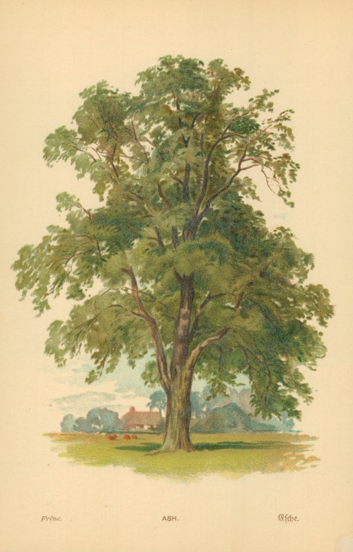 Popiół autorstwa William Henry James Boot
