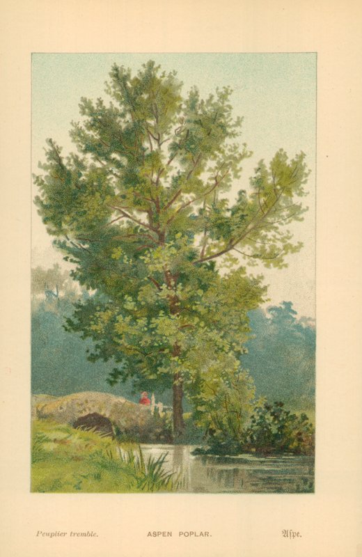 Topola osikowa autorstwa William Henry James Boot