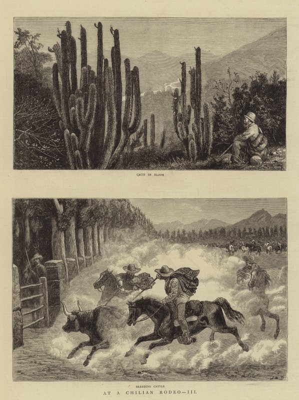 Na chilijskim rodeo, III autorstwa William Henry James Boot