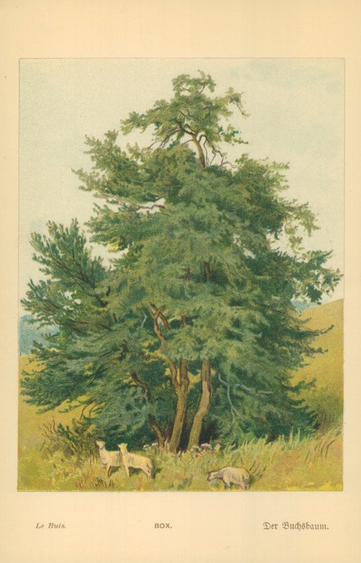 Skrzynka autorstwa William Henry James Boot