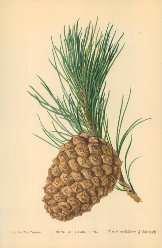Stożek Kamiennej Sosny autorstwa William Henry James Boot