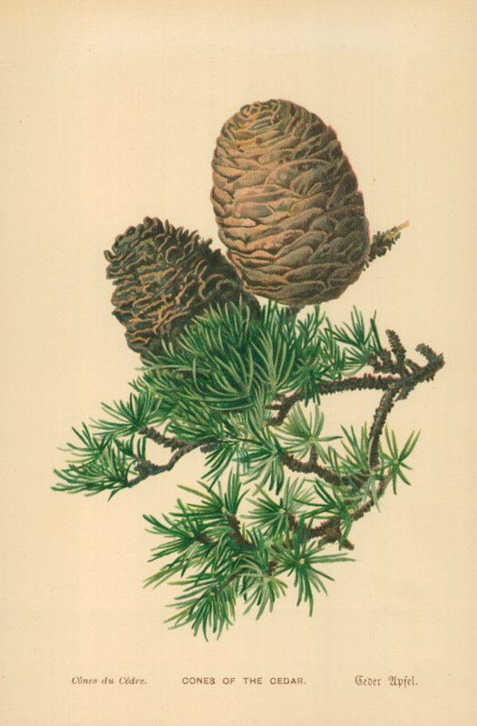 Szyszki Cedrowe autorstwa William Henry James Boot