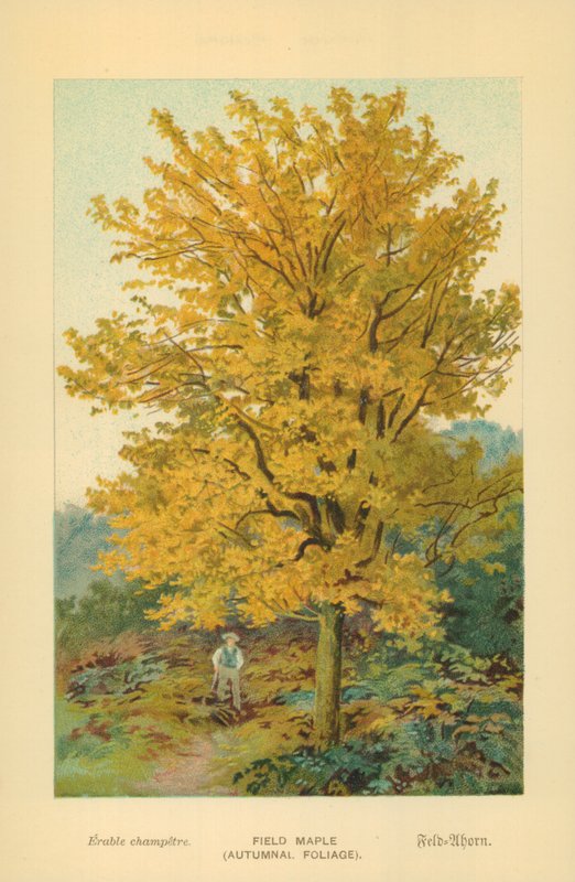 Klon polny (jesienne liście) autorstwa William Henry James Boot