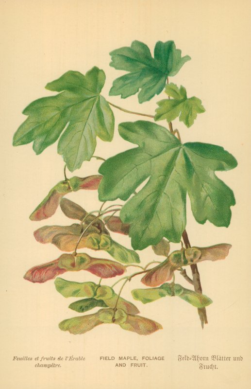 Klon polny, liście i owoce autorstwa William Henry James Boot